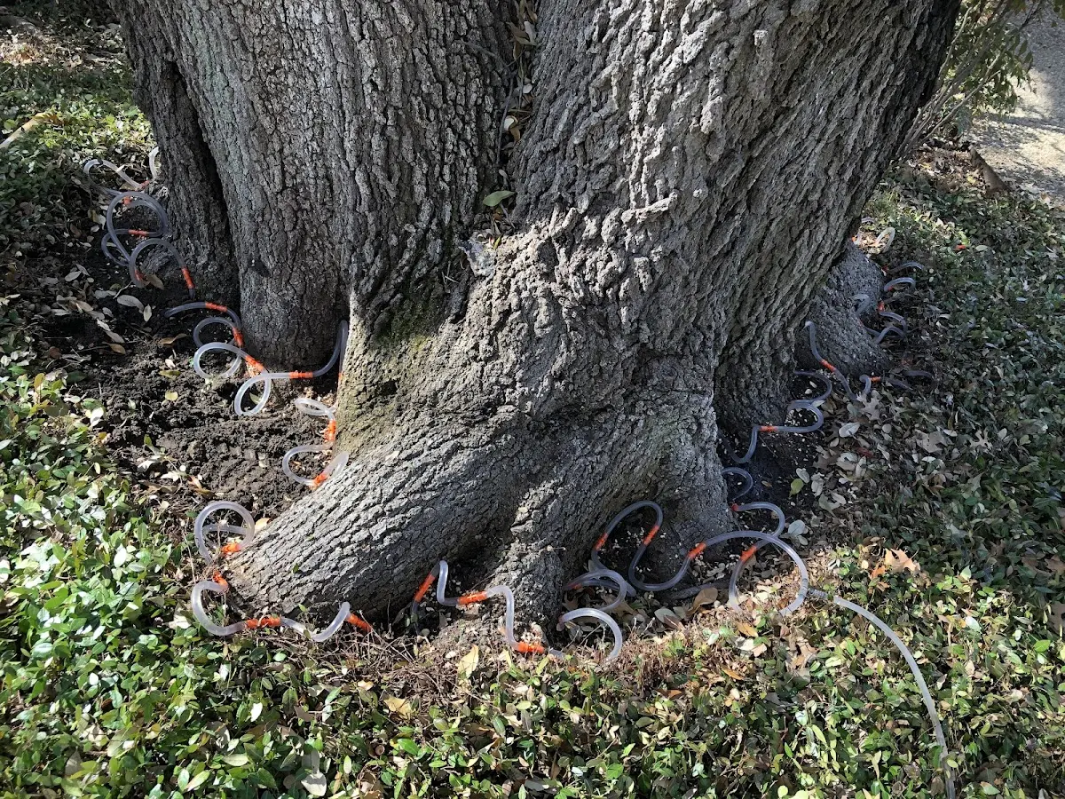 Detailed Tree Cabling and Bracing job site in Wood River Junction