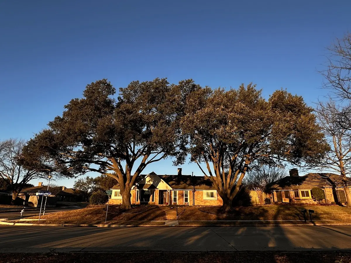 Established residential canopy tree shading a home in Wood River Junction